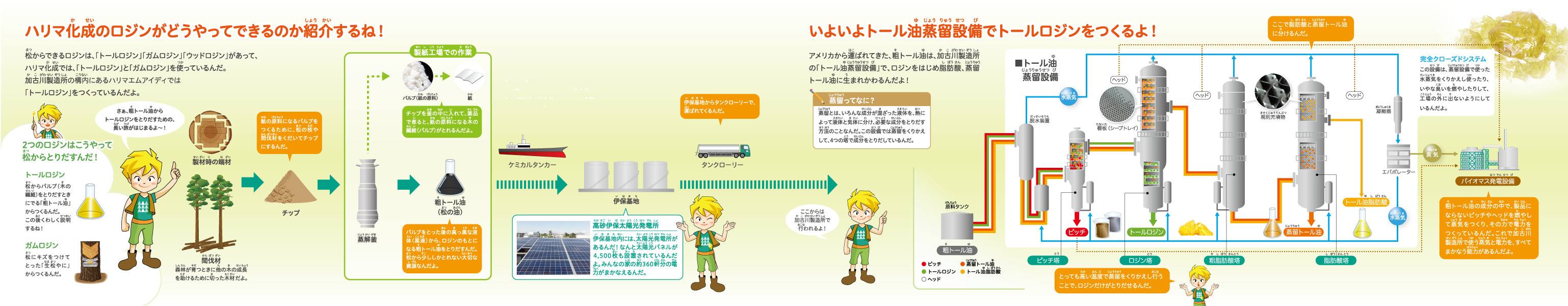 松からハリマ化成のロジンができるまでを紹介するね！