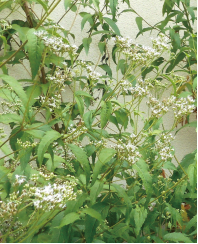 Boneset shrub at the Kakogawa Plant