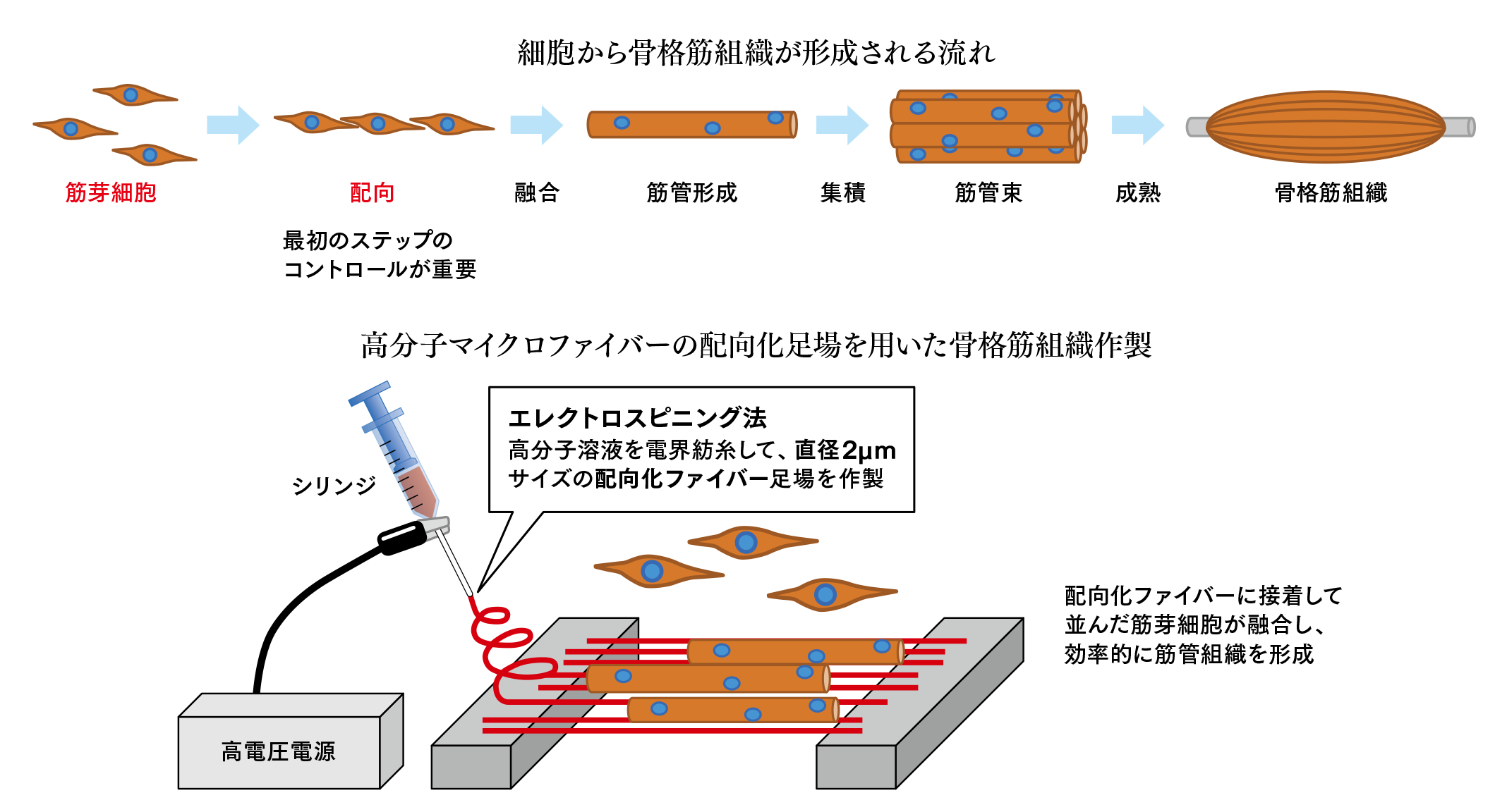 マイクロ ナノバイオテクノロジーを駆使して 血管や筋肉組織をつくる 武田直也 One Hour Interview 137 ハリマ化成グループ