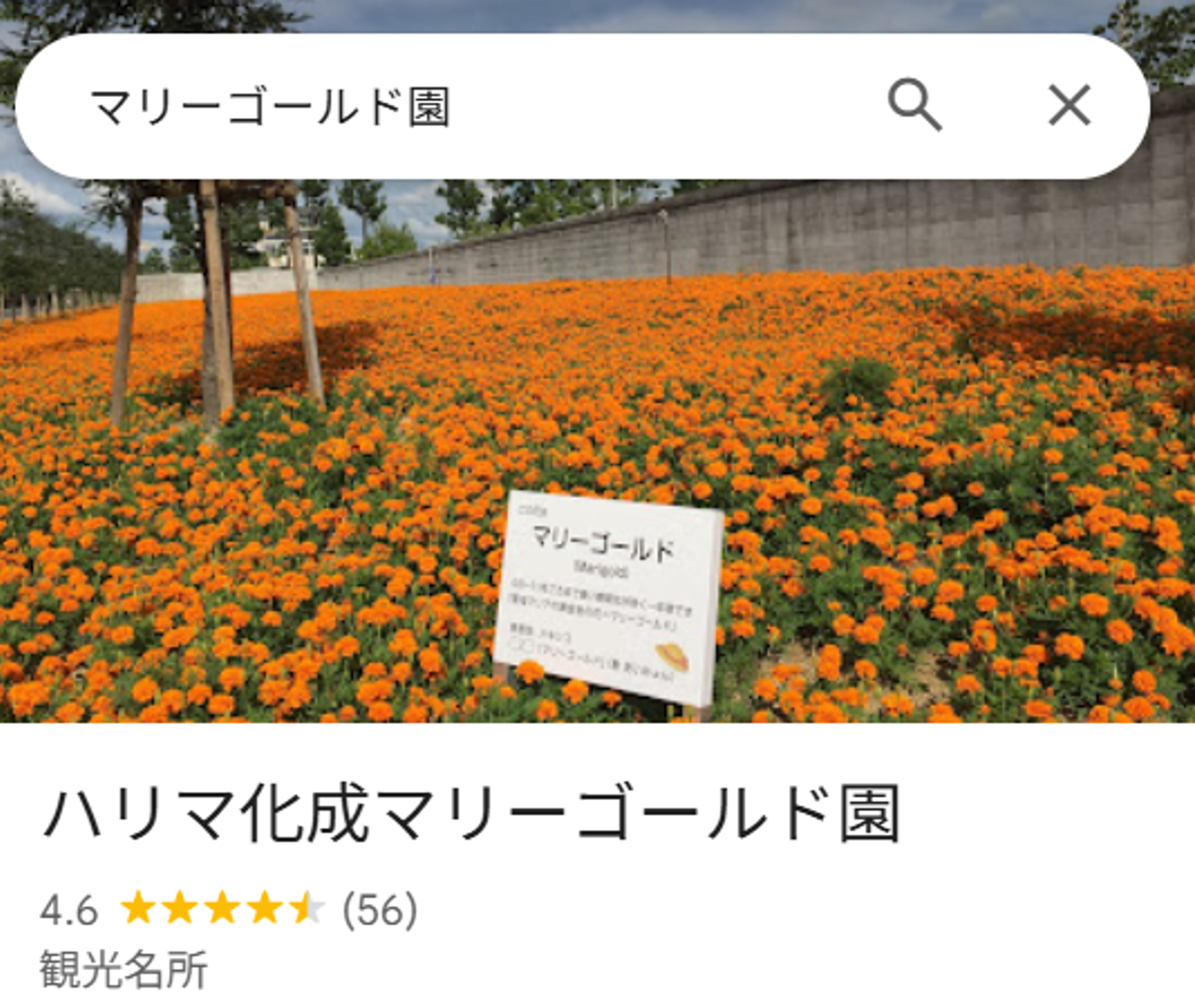 マリーゴールド開花の様子