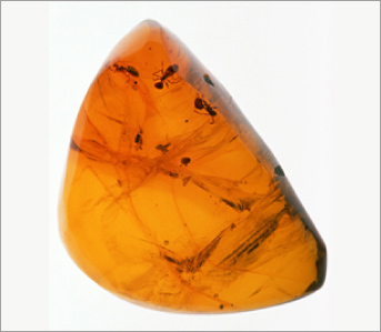 画像 琥珀の中に閉じ込められた古代の虫
