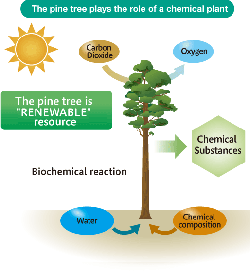 The  pine tree plays the role of a chemical plant