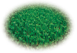 画像 松の植林